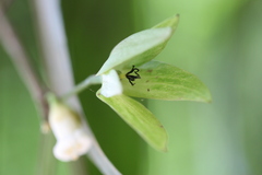 Dimorphocalyx glabellus